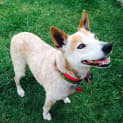 Photo of Roxy