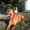 Photo of Renji