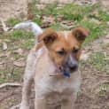 Photo of Jewel (On Trial 16/11/14)~ Red Cattle Dog Puppy