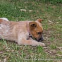 Photo of Jewel (On Trial 16/11/14)~ Red Cattle Dog Puppy