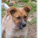Photo of Jewel (On Trial 16/11/14)~ Red Cattle Dog Puppy
