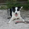 Photo of Floyd (On Trial 5/12/14) ~ Border Collie
