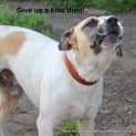 Photo of Lucky ~ Bull Arab
