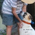 Photo of Lucky ~ Bull Arab