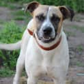 Photo of Lucky ~ Bull Arab
