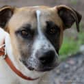 Photo of Lucky ~ Bull Arab