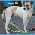 Photo of Lucky ~ Bull Arab