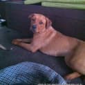 Photo of Mc Kenna (On Trial 21/11/14)~ Rotti X Labrador
