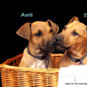 Photo of Avril (On Trial 25/11/14)~ Ridgeback X Puppy