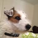 Photo of Basil (On Trial 14/11/14)~ Jrtx Fox Terrier
