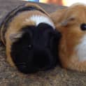 Photo of Amelia And Polly