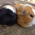 Photo of Amelia And Polly