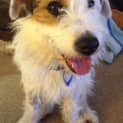 Photo of Basil (On Trial 14/11/14)~ Jrtx Fox Terrier