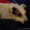 Photo of Basil (On Trial 14/11/14)~ Jrtx Fox Terrier
