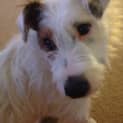 Photo of Basil (On Trial 14/11/14)~ Jrtx Fox Terrier