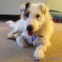 Photo of Basil (On Trial 14/11/14)~ Jrtx Fox Terrier