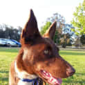 Photo of Gemma (Adopted 14/11/14) ~ Red Kelpie