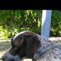 Photo of Chevy (Adoption Pending)