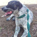 Photo of Chevy (Adoption Pending)