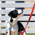 Photo of Scout