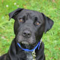 Photo of Ziggy