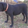 Photo of Indigo (Adoption Pending)