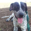 Photo of Chevy (Adoption Pending)