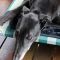 Photo of Delilah (Adopted 1/2/15) ~ Velvety Black Greyhound