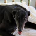 Photo of Delilah (Adopted 1/2/15) ~ Velvety Black Greyhound