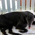 Photo of Delilah (Adopted 1/2/15) ~ Velvety Black Greyhound
