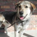 Photo of Dooley On Hold Pending Adoption