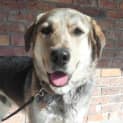 Photo of Dooley On Hold Pending Adoption