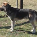 Photo of Dooley On Hold Pending Adoption