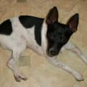 Photo of Chiko (On Trial 20/4/15)