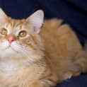 Photo of Tonka