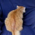 Photo of Tonka
