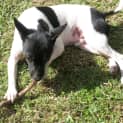 Photo of Chiko (On Trial 20/4/15)