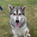 Photo of Bear