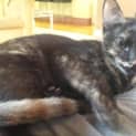 Photo of Slinky