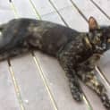 Photo of Slinky
