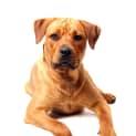 Photo of Mc Kenna (On Trial 21/11/14)~ Rotti X Labrador