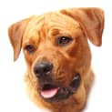 Photo of Mc Kenna (On Trial 21/11/14)~ Rotti X Labrador