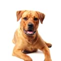 Photo of Mc Kenna (On Trial 21/11/14)~ Rotti X Labrador