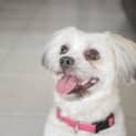 Photo of Daisy (On Trial 15/11/14) ~ Shih Tzu X Maltese