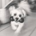 Photo of Daisy (On Trial 15/11/14) ~ Shih Tzu X Maltese