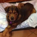 Photo of Bruno #1758