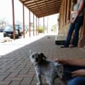 Photo of Tiny Is Only $200 To Adopt!