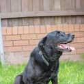 Photo of Albert <Behavioural Hold> ~ Labrador ~ Only $200