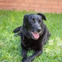 Photo of Albert <Behavioural Hold> ~ Labrador ~ Only $200