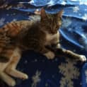 Photo of Tilly